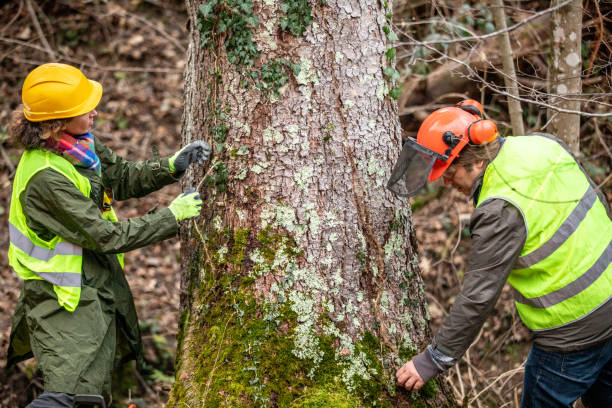 Best Emergency Tree Removal  in Collinsville, MS