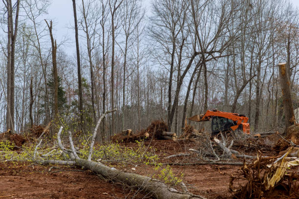 Best Tree Planting  in Collinsville, MS