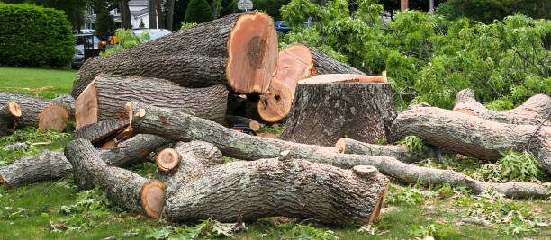 Trusted Collinsville, MS Tree Care Experts