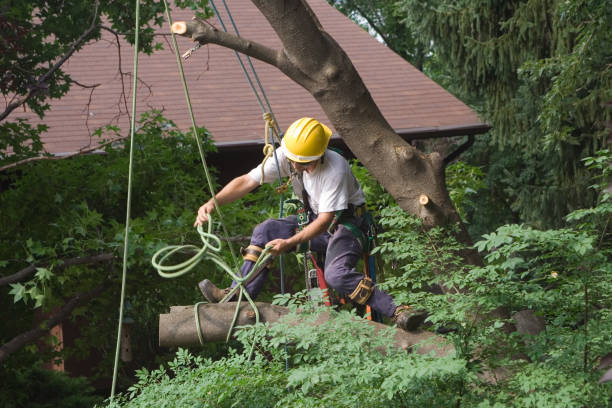 Best Stump Grinding and Removal  in Collinsville, MS