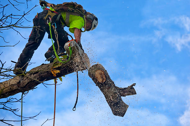 Best Root Management and Removal  in Collinsville, MS